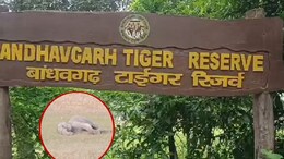 BTR News : बीटीआर में दस हाथियों की मौत के बाद बड़ा बदलाव, अब इनके हाथ में होगी बड़ी जिम्मेदारी