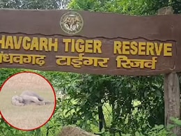 बांधवगढ़ में हाथियों की मौत के मामले में NGT का एक्शन, PCCF, चीफ वाइल्डलाइफ वार्डन और कलेक्टर को नोटिस बांधवगढ़ में हाथियों की मौत के मामले में NGT का एक्शन, PCCF, चीफ वाइल्डलाइफ वार्डन और कलेक्टर को नोटिस