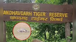 बांधवगढ़ टाइगर रिजर्व में एक और हाथी ने तोड़ा दम, मौत का आंकड़ा 11 पहुंचा