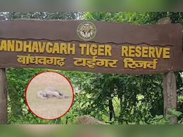 बांधवगढ़ टाइगर रिजर्व में एक और हाथी ने तोड़ा दम, मौत का आंकड़ा 11 पहुंचा बांधवगढ़ टाइगर रिजर्व में एक और हाथी ने तोड़ा दम, मौत का आंकड़ा 11 पहुंचा