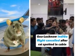 VIDEO: एक चूहे के चक्कर में कैंसिल हुई फ्लाइट, एयरपोर्ट पर क्रू और पैसेंजर्स के बीच जमकर हुआ क्लेश VIDEO: एक चूहे के चक्कर में कैंसिल हुई फ्लाइट, एयरपोर्ट पर क्रू और पैसेंजर्स के बीच जमकर हुआ क्लेश