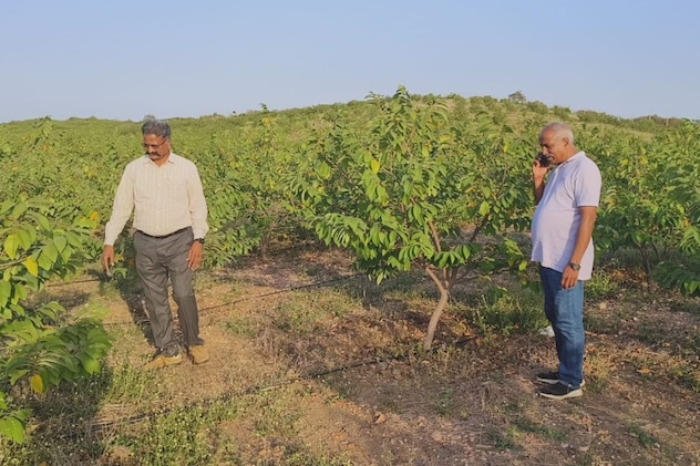  125 बीघा का बगीचा