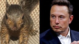 "Mindless, Heartless": Elon Musk After Celebrity Squirrel Peanut's Euthanasia
