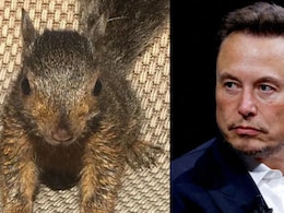 "Mindless, Heartless": Elon Musk After Celebrity Squirrel Peanut's Euthanasia
