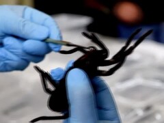 Man Caught At Airport With 320 Tarantulas, 110 Centipedes Strapped To Body