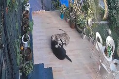 Leopard Enters House's Garden in Rajasthan, Attacks Pet Dog Leopard Enters House's Garden in Rajasthan, Attacks Pet Dog