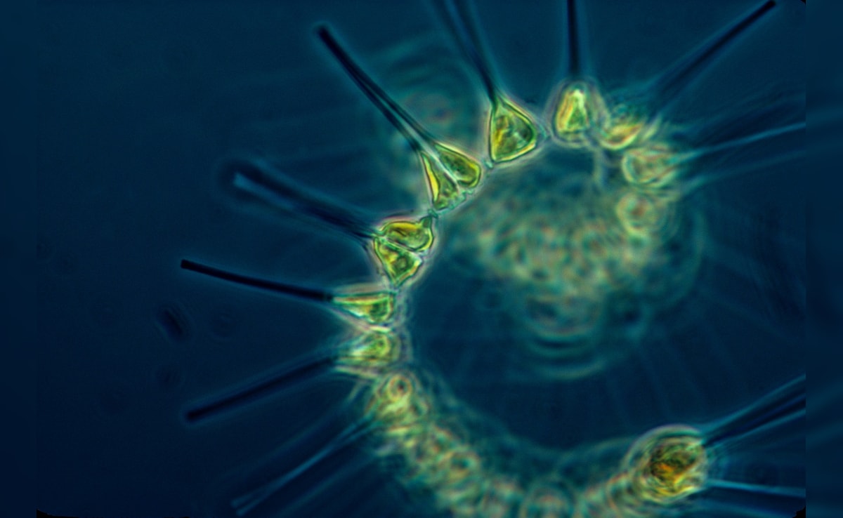 Ocean Plankton Survived Ice Age But May Not Cope With Climate Change Now