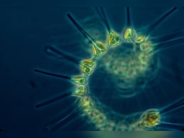 Ocean Plankton Survived Ice Age But May Not Cope With Climate Change Now Ocean Plankton Survived Ice Age But May Not Cope With Climate Change Now