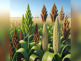 MSP Jwar and Bajra: मध्य प्रदेश के किसानों के लिए बड़ी खुशखबरी! समर्थन मूल्य पर ज्वार-बाजरा की खरीदी हुई शुरू