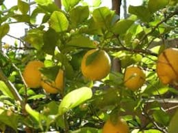 Lemon tree planting tips : सरसों और नीम के इस्तेमाल से नींबू का पेड़ लद जाएगा फल से Lemon tree planting tips : सरसों और नीम के इस्तेमाल से नींबू का पेड़ लद जाएगा फल से
