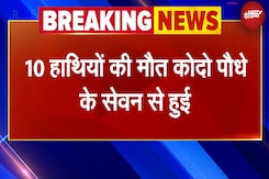 MP Elephant Tradegy: Bandhavgarh Tiger Reserve में 10 हाथियों की मौत के मामले में बड़ा खुलासा MP Elephant Tradegy: Bandhavgarh Tiger Reserve में 10 हाथियों की मौत के मामले में बड़ा खुलासा