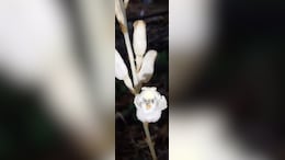 New 'Mycotrophic' Orchid Species Discovered In Andhra Pradesh