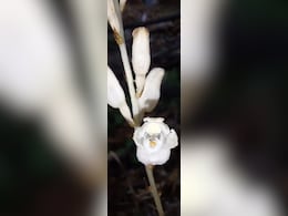 New 'Mycotrophic' Orchid Species Discovered In Andhra Pradesh New 'Mycotrophic' Orchid Species Discovered In Andhra Pradesh