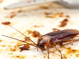 अजब! कंडोमचा वापर करुन केली फसवणूक, तरुणाने तब्बल 63 हॉटेल्सना लावला चुना