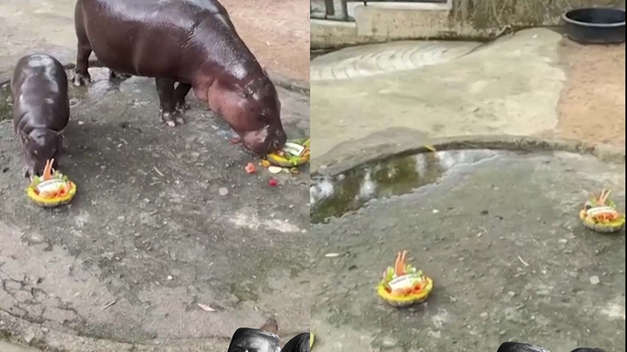 Thai Hippo Moo Deng Predicts US Presidential Election Winner, Picks Trump