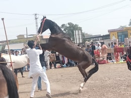 राजस्थान में पुष्कर के बाद अब चंद्रभागा पशु मेले की रौनक, यहां अनोखे तरीके से चुना जाता है सर्वश्रेष्ठ घोड़ा राजस्थान में पुष्कर के बाद अब चंद्रभागा पशु मेले की रौनक, यहां अनोखे तरीके से चुना जाता है सर्वश्रेष्ठ घोड़ा