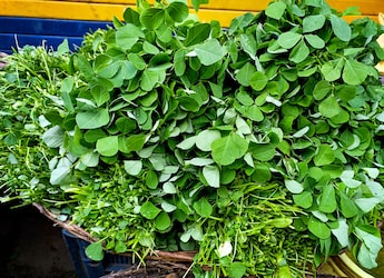 How To Store Methi Leaves And 5 Delicious Ways To Cook Them How To Store Methi Leaves And 5 Delicious Ways To Cook Them