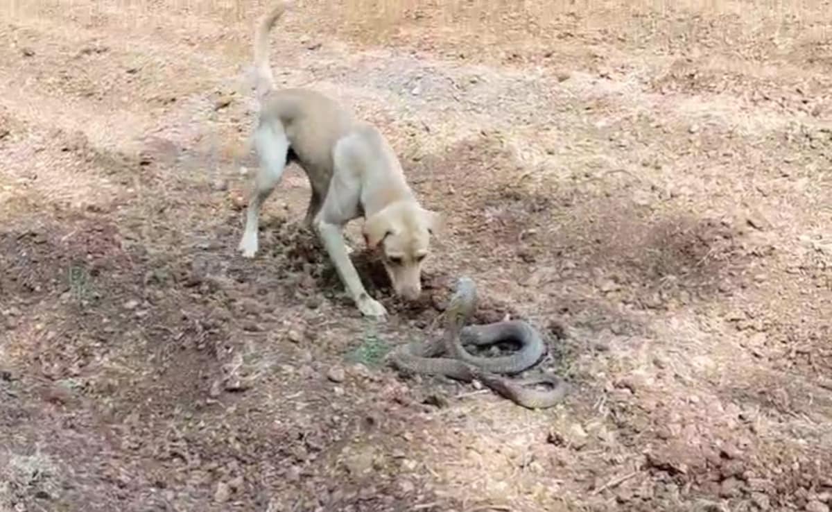 A Face-Off Between King Cobra And Dog In Karnataka