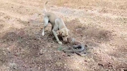 A Face-Off Between King Cobra And Dog In Karnataka