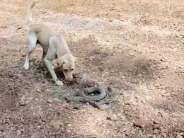 A Face-Off Between King Cobra And Dog In Karnataka