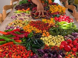 "Never Knew There Were So Many": Vlogger's Video Showing 35 Kinds Of Peppers Goes Viral "Never Knew There Were So Many": Vlogger's Video Showing 35 Kinds Of Peppers Goes Viral