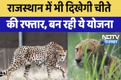 Rajasthan News : राजस्थान में भी दिखेगी चीते की रफ्तार, बन रही ये योजना Rajasthan News : राजस्थान में भी दिखेगी चीते की रफ्तार, बन रही ये योजना
