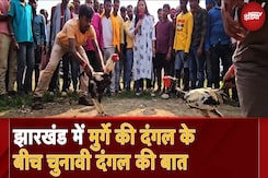 Jharkhand Assembly Election: झारखंड में 'मुर्गे की दंगल' के बीच चुनावी दंगल की बात | NDTV Carnival Jharkhand Assembly Election: झारखंड में 'मुर्गे की दंगल' के बीच चुनावी दंगल की बात | NDTV Carnival