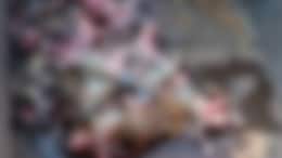 Over 100 Monkeys Die After Inhaling Pesticide In UP, Buried Secretly: Cops