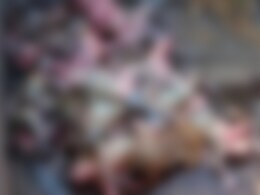 Over 100 Monkeys Die After Inhaling Pesticide In UP, Buried Secretly: Cops