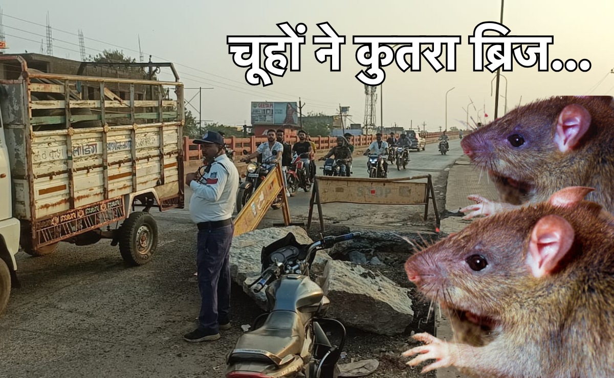 Rats Ate Over Bridge: MP में चूहे खा गए 30 साल पुराना ओवर ब्रिज, PWD विभाग ने किया अजीबोगरीब दावा