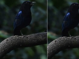 कोयल से भी सुरीला है ये पक्षी, फोटोग्राफर ने चुपके से कैमरे में किया कैद, Video में इसकी मधुर आवाज़ सुन मदहोश हुए लोग  