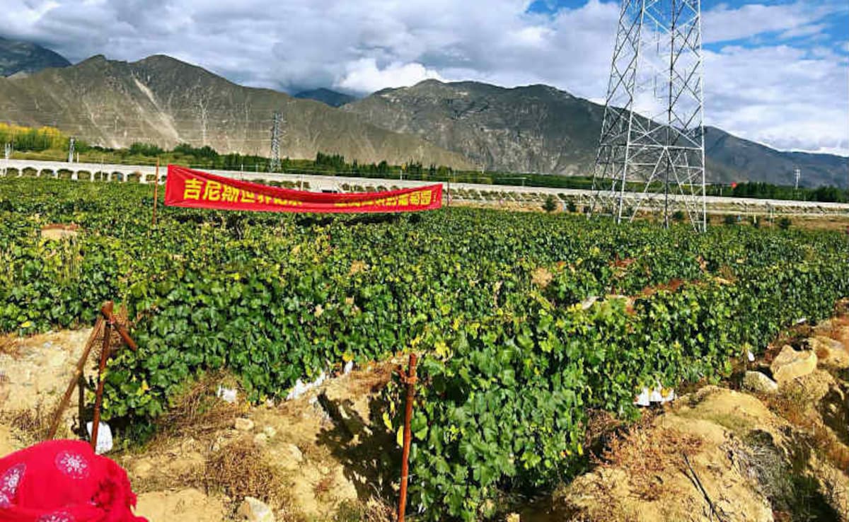 Take A Look At The World's Highest Altitude Vineyard Located In Tibet