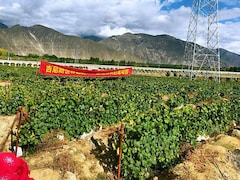 Take A Look At The World's Highest Altitude Vineyard Located In Tibet