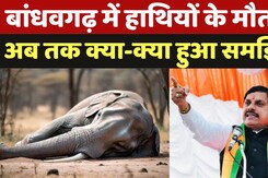 Bandhavgarh Tiger Reserve: बांधवगढ़ में हाथियों के मौत परअब तक क्या-क्या हुआ समझिए