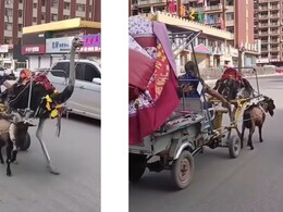 एक तरफ ऑस्ट्रिच दूसरी तरफ बकरा और दौड़ पड़ी शख्स की गाड़ी, अजीबोगरीब हरकत देख यूजर्स ने जमकर लगाई लताड़