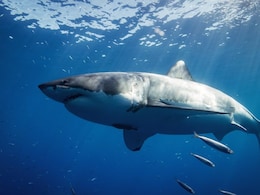 24-Year-Old Man Mauled To Death By Great White Shark Off New Zealand's Chatham Islands 24-Year-Old Man Mauled To Death By Great White Shark Off New Zealand's Chatham Islands
