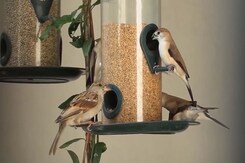Restoring Nature: Mohammed Dilawar's Quest For House Sparrows Restoring Nature: Mohammed Dilawar's Quest For House Sparrows