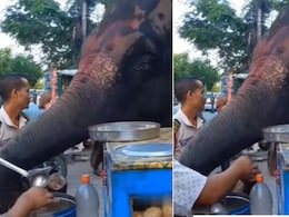दुकानदार के हाथ से मज़े से गोलगप्पे खाता दिखा हाथी, जलजीरा और तीखी चटनी के साथ ऐसे लिए मज़े, देखकर मुंह में आ जाएगा पानी दुकानदार के हाथ से मज़े से गोलगप्पे खाता दिखा हाथी, जलजीरा और तीखी चटनी के साथ ऐसे लिए मज़े, देखकर मुंह में आ जाएगा पानी