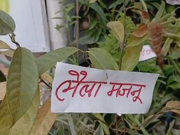 100 रुपए में 'लैला-मजनू',  मंत्री जी भी खरीद ले गए, बिहार के मेले में आखिर ये बिक क्या रहा है