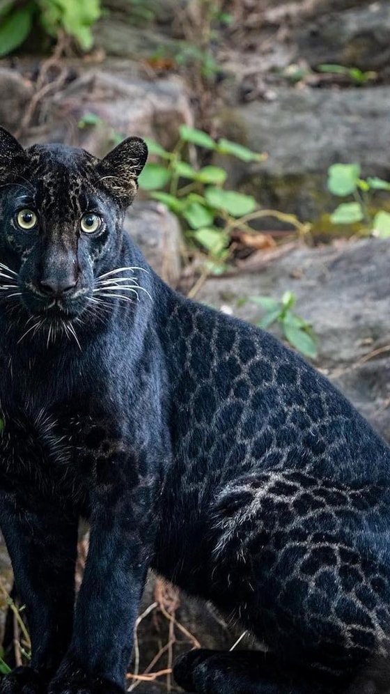 Places To Spot Black Panther In India