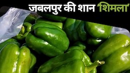 MP News: जबलपुर बना शिमला मिर्च उत्पादन का उभरता हुआ केंद्र, देशव्यापी व्यापार में निभा रहा अहम भूमिका