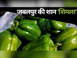 MP News: जबलपुर बना शिमला मिर्च उत्पादन का उभरता हुआ केंद्र, देशव्यापी व्यापार में निभा रहा अहम भूमिका MP News: जबलपुर बना शिमला मिर्च उत्पादन का उभरता हुआ केंद्र, देशव्यापी व्यापार में निभा रहा अहम भूमिका