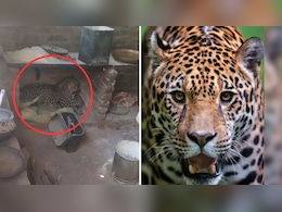 उदयपुर के बाद अब प्रतापगढ़ में पैंथर का दहशत, जंगल से सटे गांव के एक मकान में घुसकर बैठा