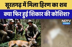 Suratgarh में मिला हिरण का शव, क्या फिर हुई शिकार की कोशिश? Suratgarh में मिला हिरण का शव, क्या फिर हुई शिकार की कोशिश?