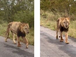 बुढ़ापे की मार झेलता जंगल का राजा, शेर का हाल देख दंग रह गए लोग बुढ़ापे की मार झेलता जंगल का राजा, शेर का हाल देख दंग रह गए लोग