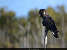 Endangered Australian Cockatoo Among World's Longest-Living Birds Endangered Australian Cockatoo Among World's Longest-Living Birds