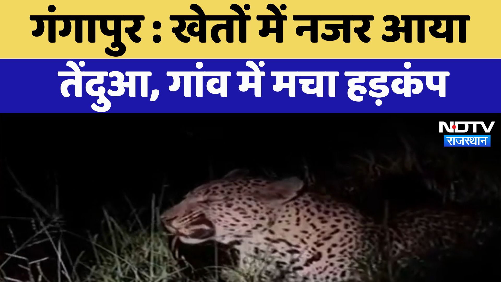 Gangapur : खेतों में नजर आया तेंदुआ, गांव में मचा हड़कंप