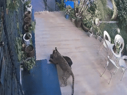 Rajasthan News: माउंट आबू में पेइंग गेस्ट हाउस के बगीचे में आया पैंथर, पालतू कुत्ते को धर दबोचा, सीसीटीवी में कैद हुआ वीडियो Rajasthan News: माउंट आबू में पेइंग गेस्ट हाउस के बगीचे में आया पैंथर, पालतू कुत्ते को धर दबोचा, सीसीटीवी में कैद हुआ वीडियो