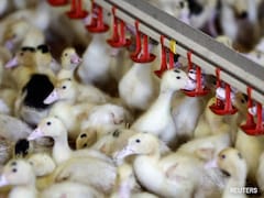 Bird Flu Myths Busted: 6 Common Misconceptions You Need To Stop Believing