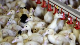 California Governor Declares State Of Emergency Due To Bird Flu